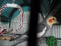 Nimfa Fluiera Bird Cool - Coco Der Nymphensittich Am Pfeifen Und Balzen