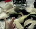 Alaskan Malamute