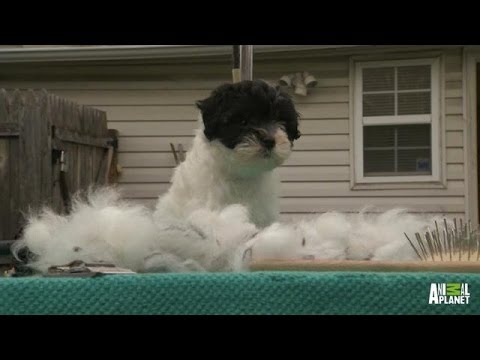 here - It's time for the twin Löwchen pups, Spot and Ebony, to get a haircut, but the new look takes some getting use to. | For more Too Cute!, visit http://animal.discovery.com/tv/too-cute-kittens/#mkcp...