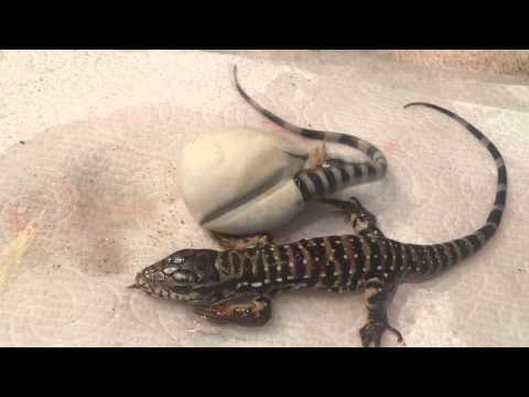 YouTube reptile video