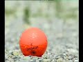 The Royal Urban Golf Club: The Stone Cup