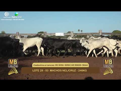 552� LEIL�O VIRTUAL MB LEIL�ES