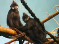 Monkey Blowjob