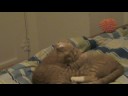 Kittens Wrestling