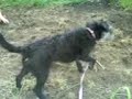 Molly gardening