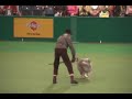 Kath and Spice performing at Crufts 2008