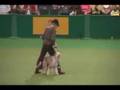 Kath and Spice performing at Crufts 2008