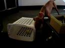 The Vizsla, The Ball, and the Basket