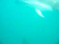 Dusky Dolphin in Kaikoura New Zealand