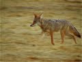 Coyotes Playing