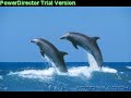 Dophins At Play