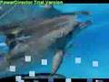 Dophins At Play