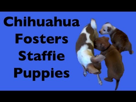 staffie