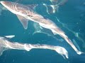 Fishing, Dogfish, Shark