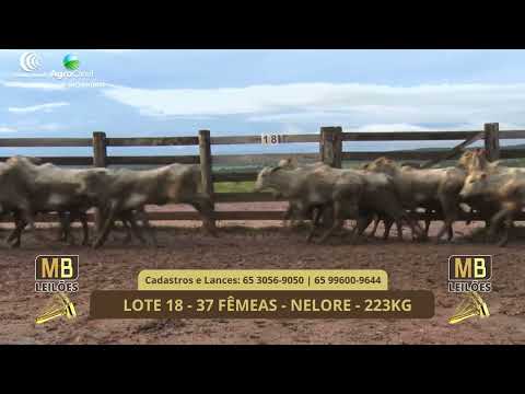 542� LEIL�O VIRTUAL MB LEIL�ES