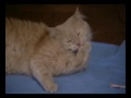 2001 Odissea dei Gatti 2001 Odissea dei Gatti
