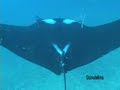 Galapagos Manta Ray Laje de Santos Attack 4 Whale Shark