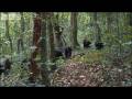 Violent chimpanzee attack - Planet Earth - BBC ...