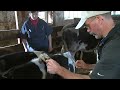 Pete Ostrum Child 'Wonka' Star Devotes Life to Animals and Farms