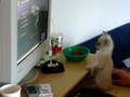 My Counter-Strike Cat My Counter-Strike Cat