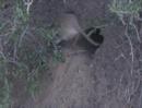 Mickey Mouse creature discovered in desert Video