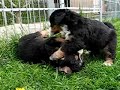 irma bernese mountain dog - puppies 5 weeks old