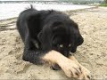 Tibetan Mastiff Zodd, at the beach! Tibetan Mastiff Zodd, at the beach!