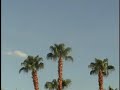 Three Palm Trees