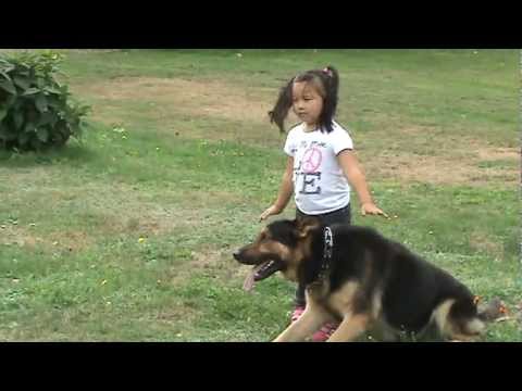 how to train gsd for protection