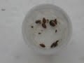 Bed Bugs