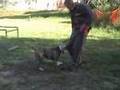 Bulldog Americano video