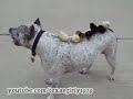 pitbull sharky chicks rabbit bunny cute funny friends love fun play doggy ride slide texasgirly1979 bsl apbt amazing bissell contest