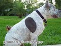 Doggy Back Ride & Slide! PitBull Sharky, Chicks & Bunny