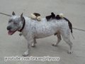 Doggy Back Ride & Slide! PitBull Sharky, Chicks & Bunny