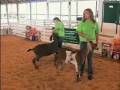 Where should the exhibitor stand while showing their goat?
