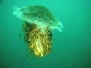 Jellyfish off the coast of Beadnell, Northumbmerland