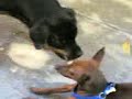 pinscher v.s.rotwailer