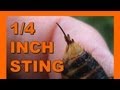 Basic Insect Anatomy - Asian Giant Hornet Suzumebachi