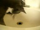 Cat Plays With Water Cat Plays With Water