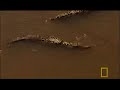 blind croc mystery