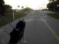 Urban BIKE Mushing Iditarod Marley Siberian Husky in Florida (Watch in HQ)