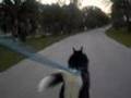 Urban BIKE Mushing Iditarod Marley Siberian Husky in Florida (Watch in HQ)