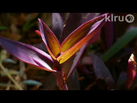 how to care for a purple heart plant