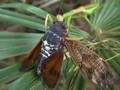 ���ߤ��Ῡ���륫�ޥ��ꡡMantis and Cicada