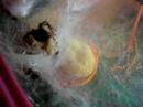Tegenaria duellica eating