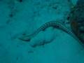 Sharptail 1
