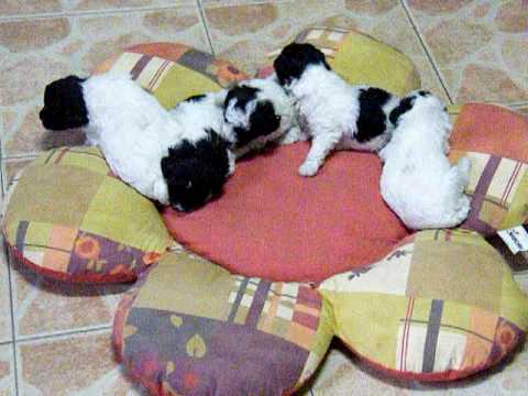 video allevamento tres jolie
