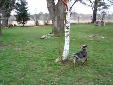 blue heeler