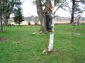 blue heeler jumping up a tree to get her frisbe