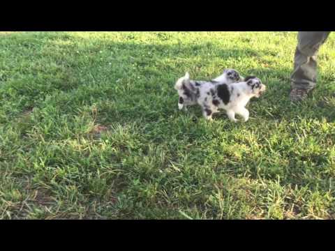 Border Collie Puppy - Shadow